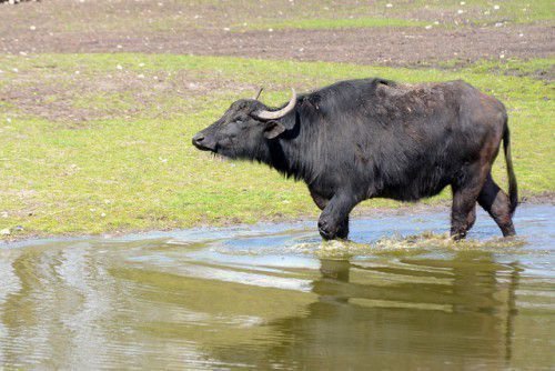 Буйвол в воде