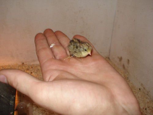 Цыпленок