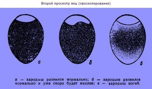 Дефекты яйца