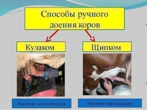 доение коров
