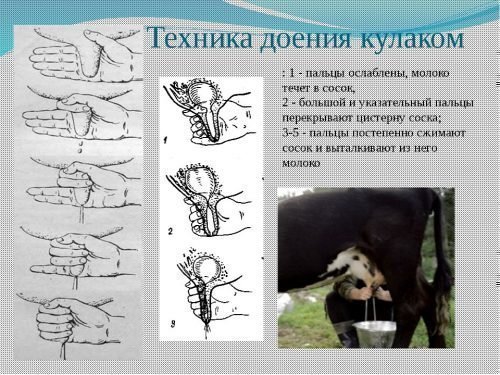 доение коров