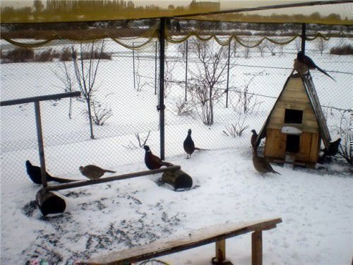 Фазаны в вольере зимой