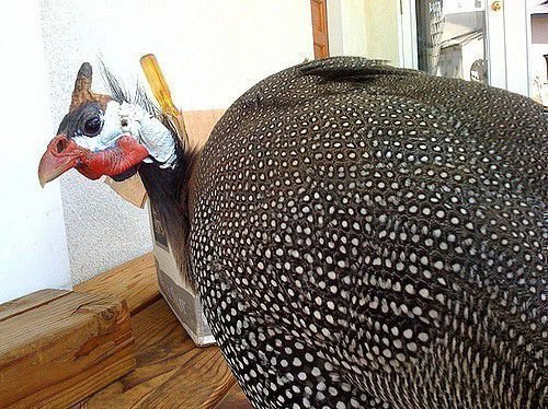Французская цесарка стоит