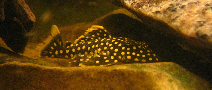 золотой самородок-Pleco