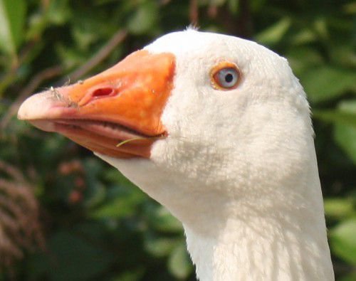 Гусь