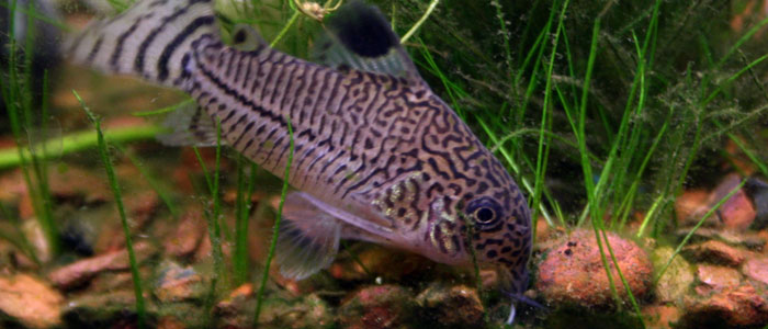 Julii-Corydoras