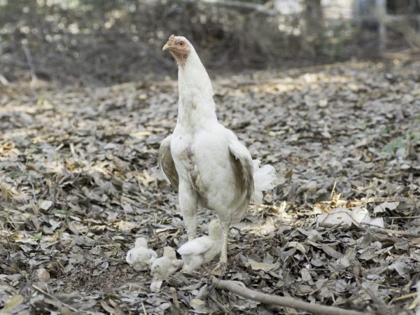 Лечение начинать следует в срочном порядке