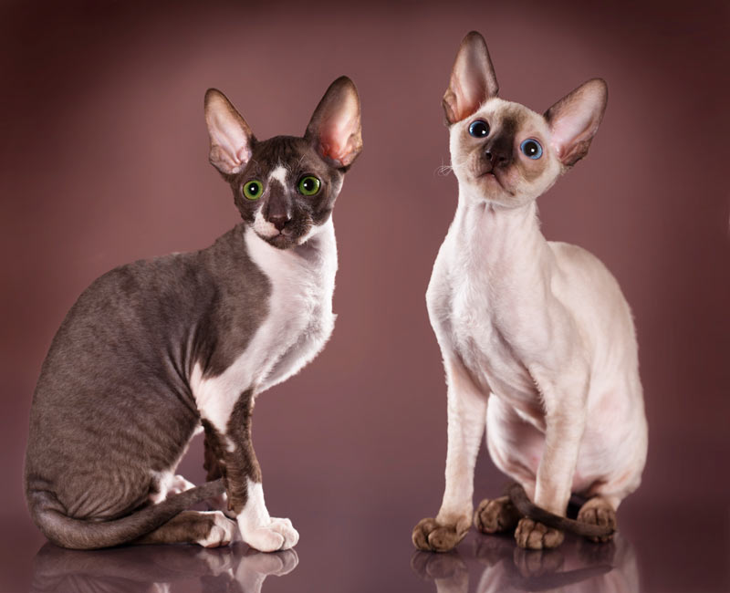 Корниш-рекс (англ. Cornish Rex)