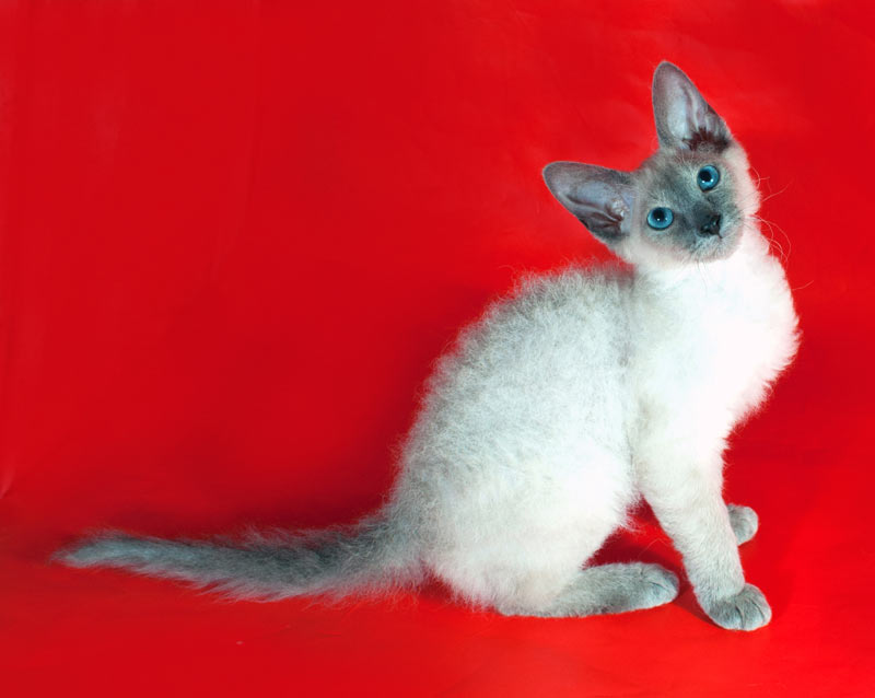 Корниш-рекс фото