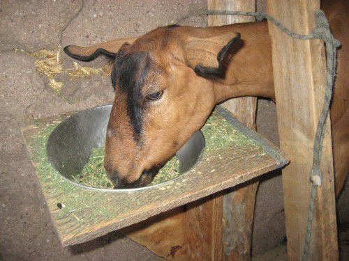 Коза кушает
