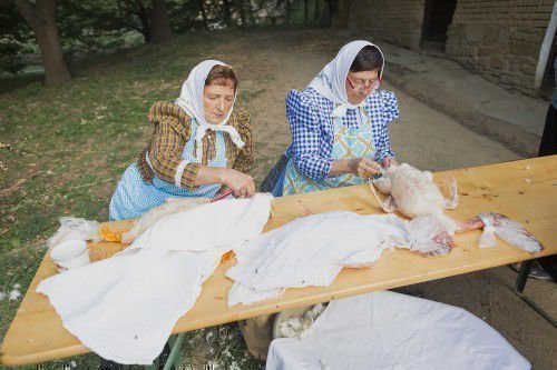 Ощипывание гуся