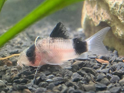панда-Corydoras-новичков