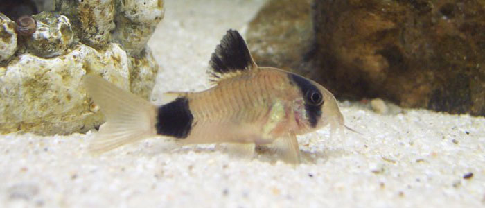панда-Corydoras