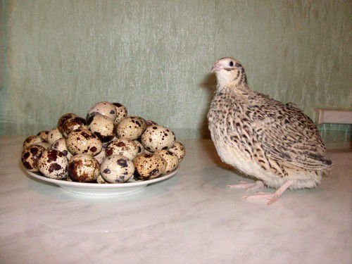 Перепелка с яйцами