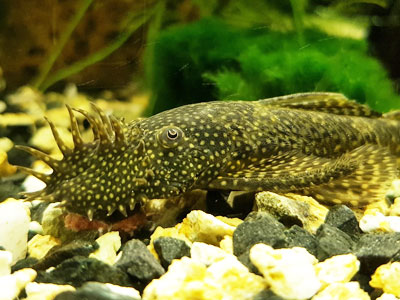 Pleco-рыбьи начинающих