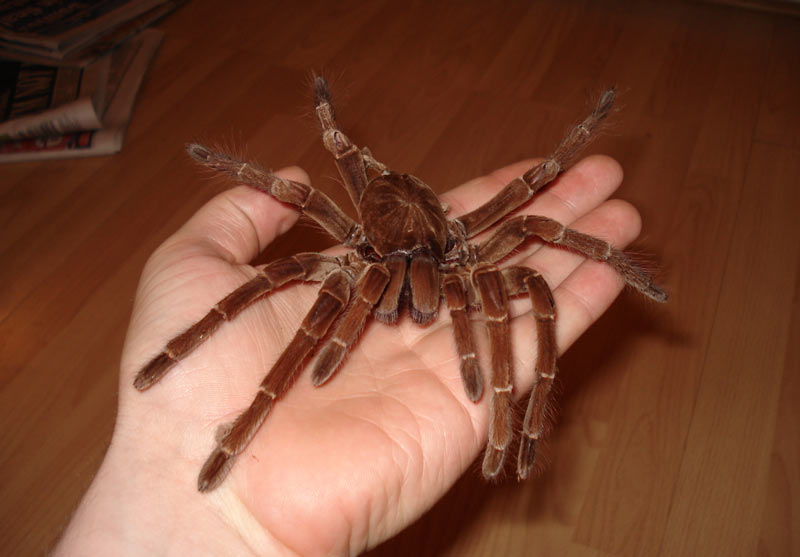 Молодые Theraphosa blondi линяют едва ли не каждый месяц