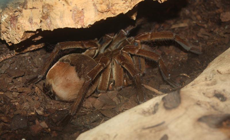 Птицеед-голиаф (лат. Theraphosa blondi)
