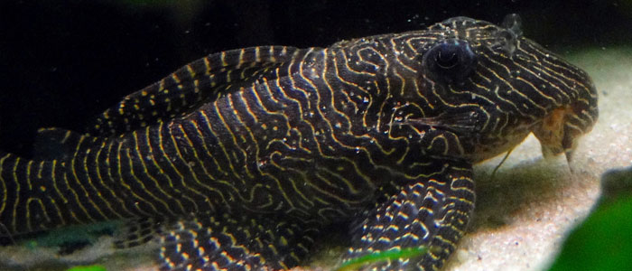 Королева-арабески-Pleco