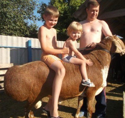Гиссарский баран