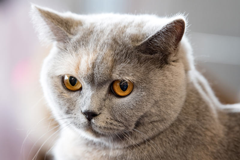 Картезианская кошка