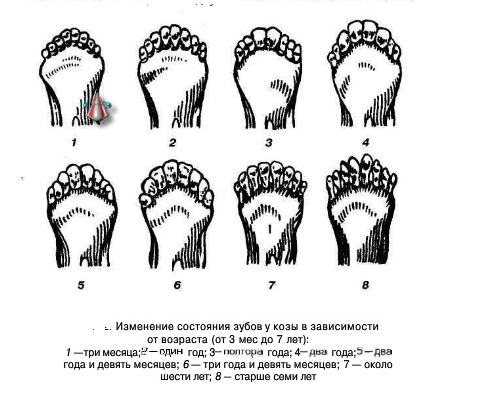 Схема зубов