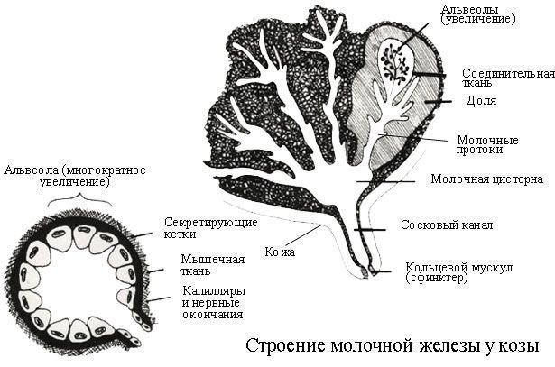 Строение вымени