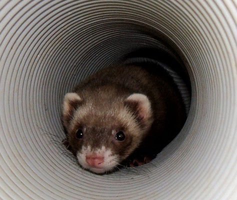Тоннель для хорька из шланга