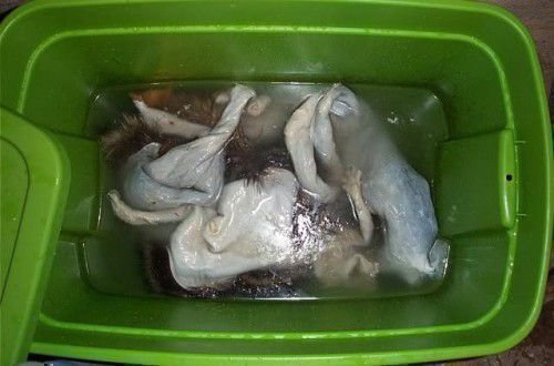 Вымачивание шкур