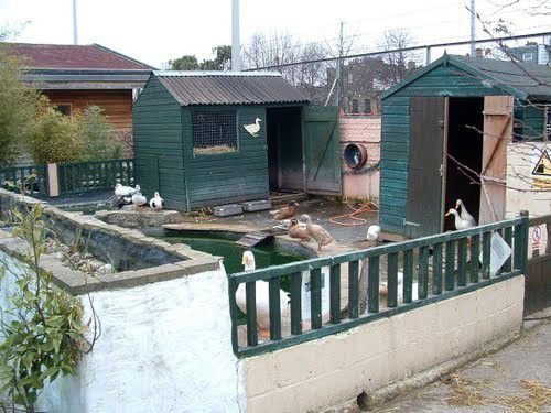 Загон для гусей