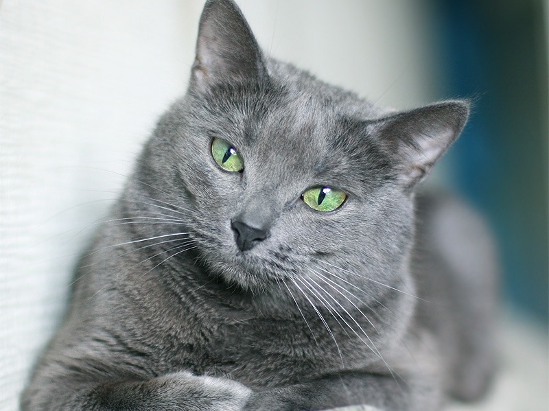 1548431451_russka_golubaya_koshka_1548358770_5c4a14724bd92.jpeg