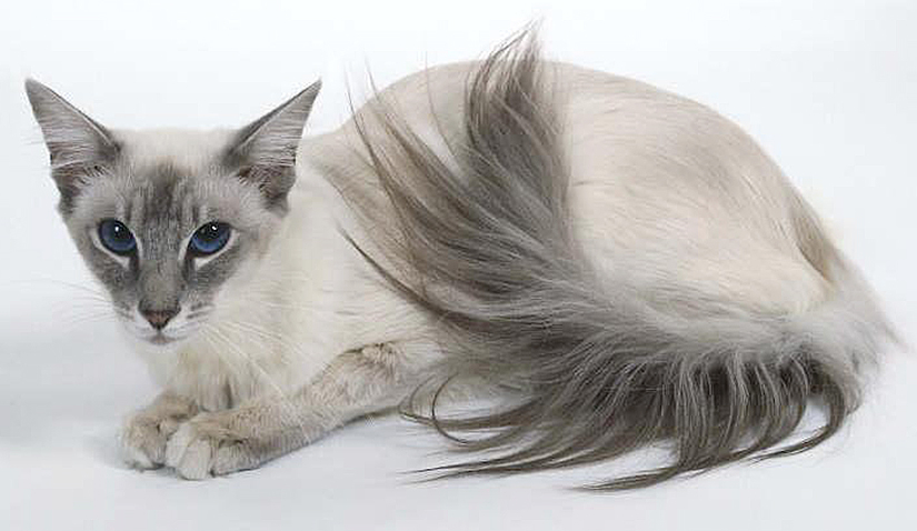 1548431525_balijskaya_koshka_1548363152_5c4a259039730.jpg