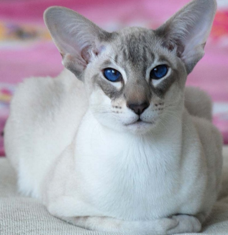 1548431984_orientalnaya_koshka_1548363537_5c4a2711bd5de.jpg