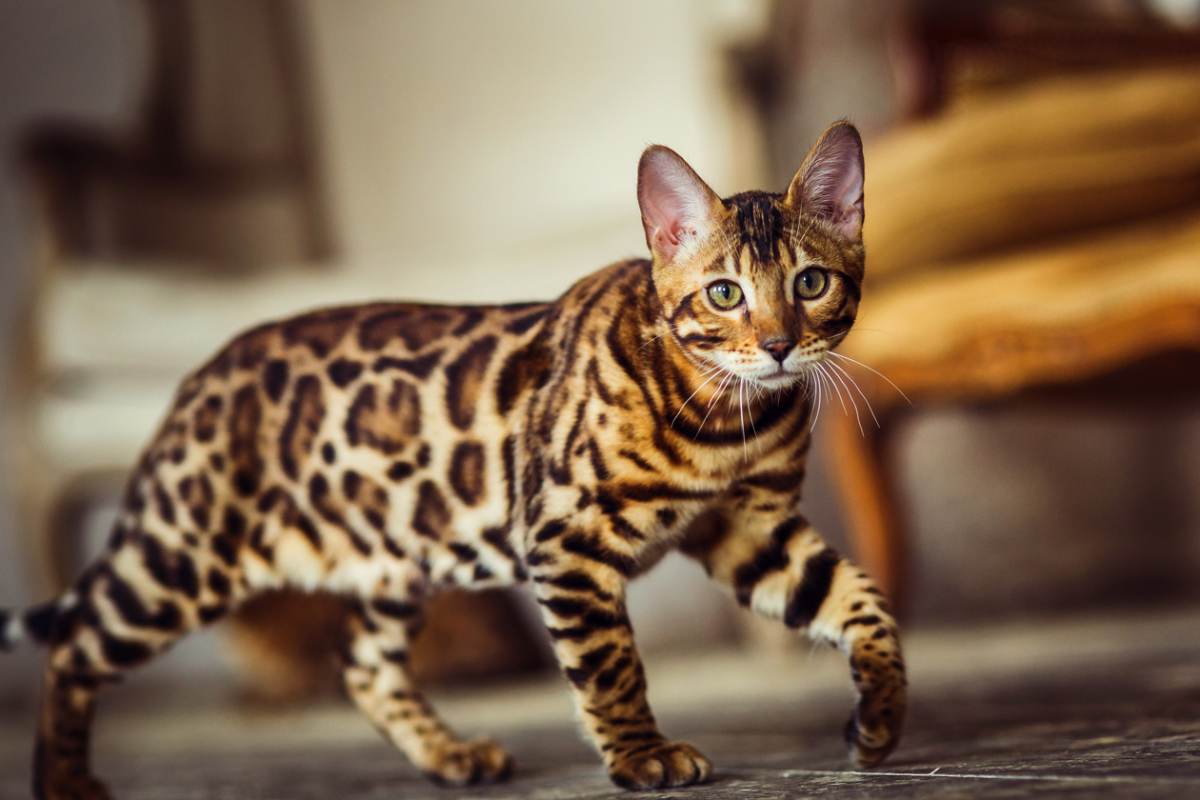 bengalskaya_koshka_1548361263_5c4a1e2f491dc.jpg