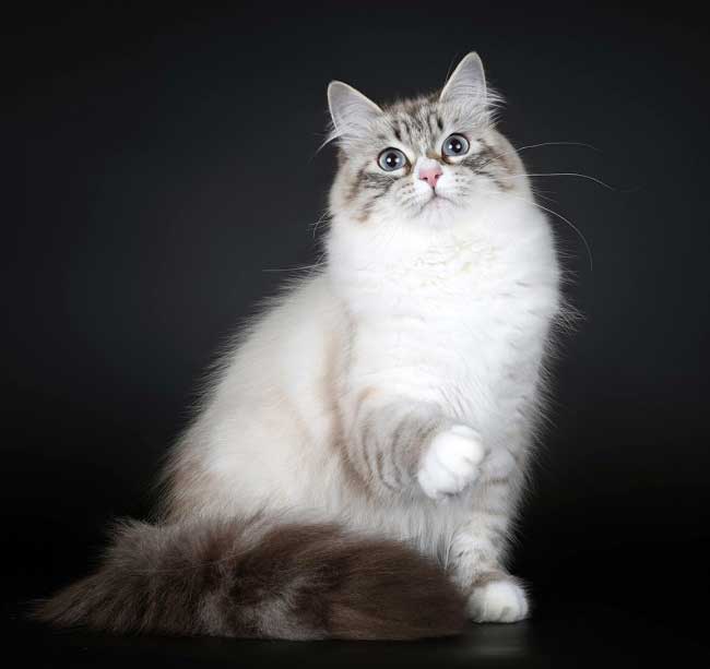 nevskaya_maskaradnaya_koshka_1548358499_5c4a136348ad3.jpg