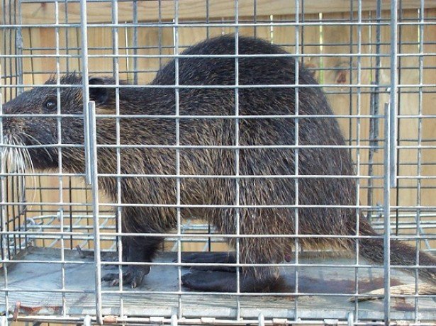 Условия содержания нутрий в вольерах Условия содержания нутрий в вольерах