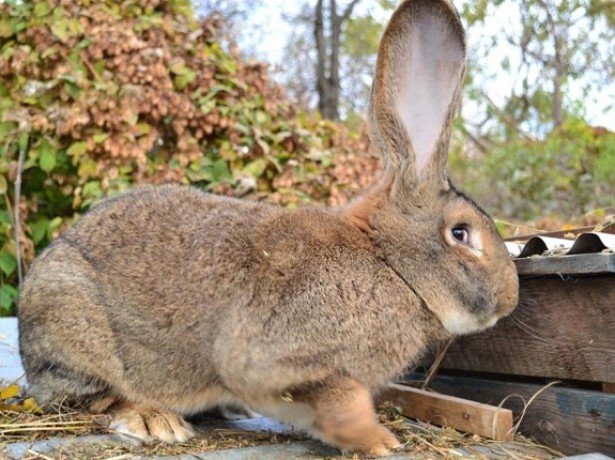 На фотографии кролик породы фландр На фотографии кролик породы фландр