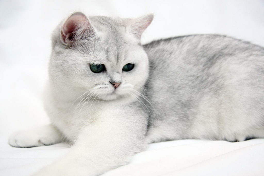 Британская короткошерстная