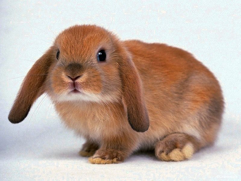 Декоративный кролик