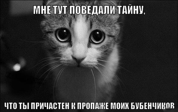 Кот узнал страшную тайну