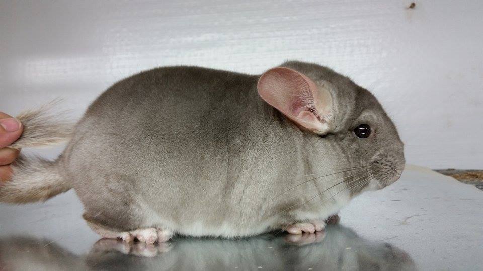 Бежевая шиншилла