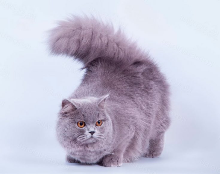 Британская длинношерстная кошка