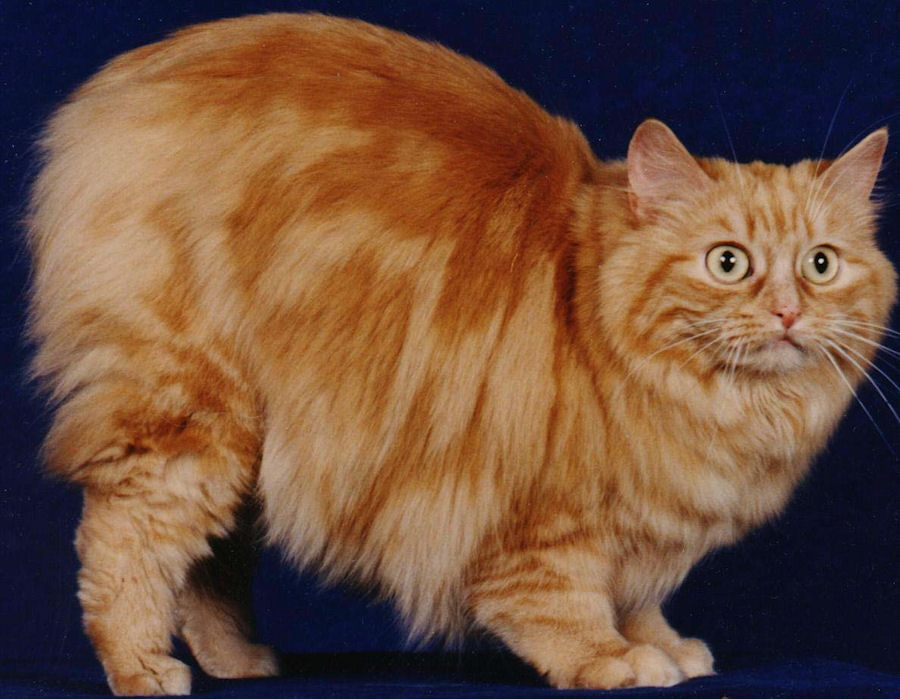 Кимрик