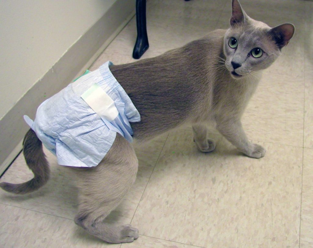 У кота энурез