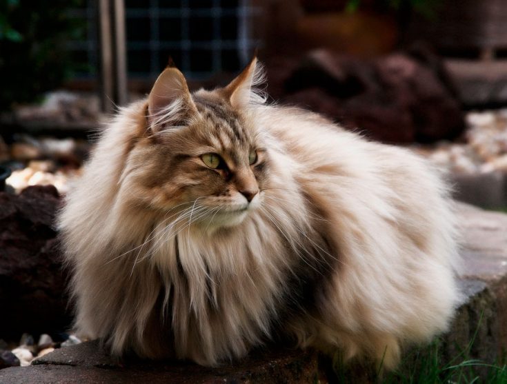 Норвежская лесная кошка