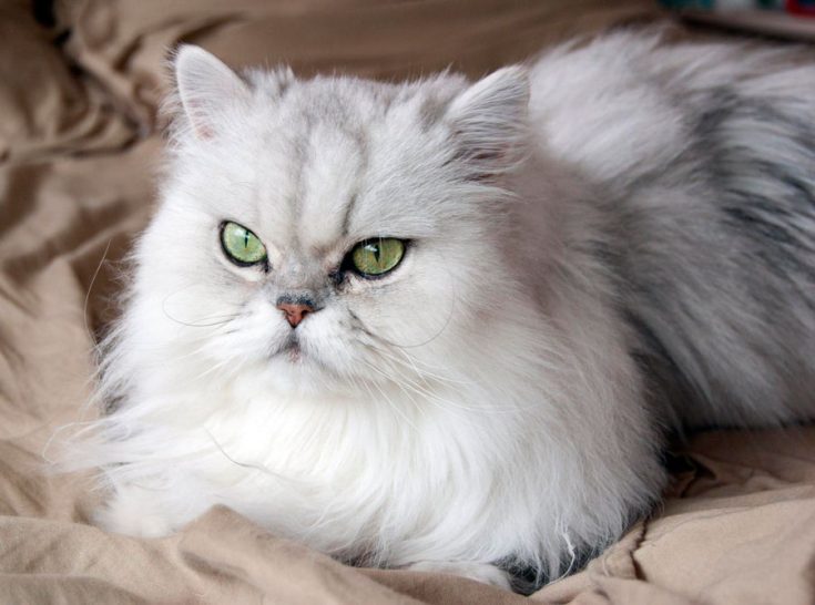 Персидская кошка