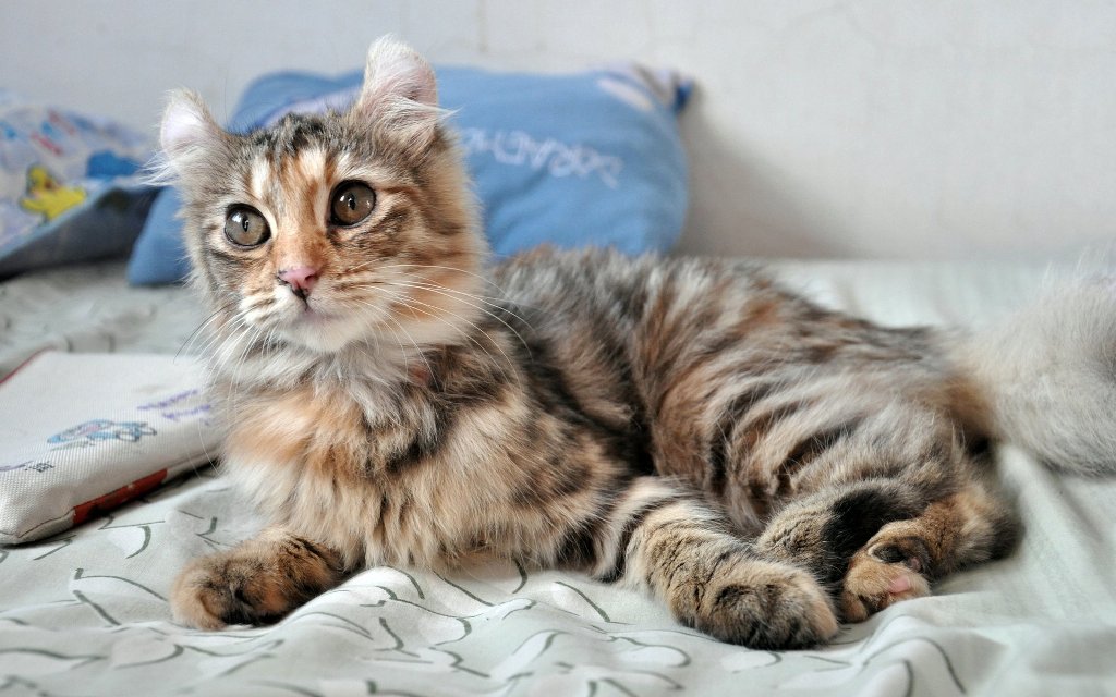 Американский керл