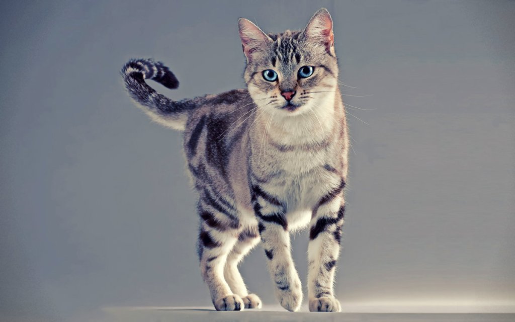 Азиатская кошка