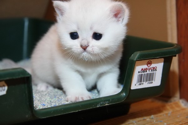 Приучение котенка к лотку