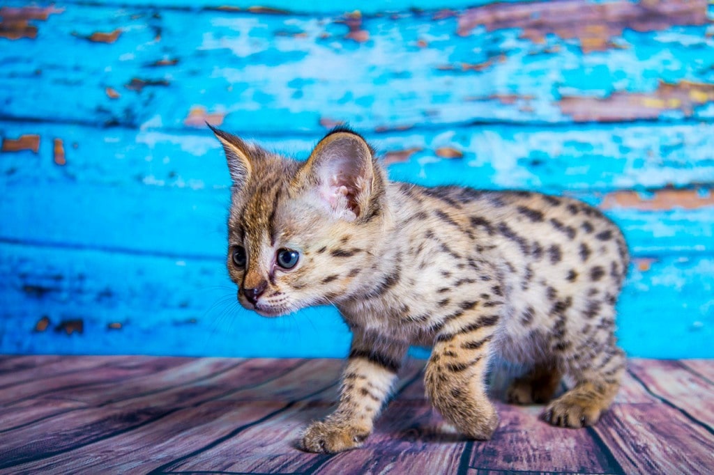 котенок Саванна