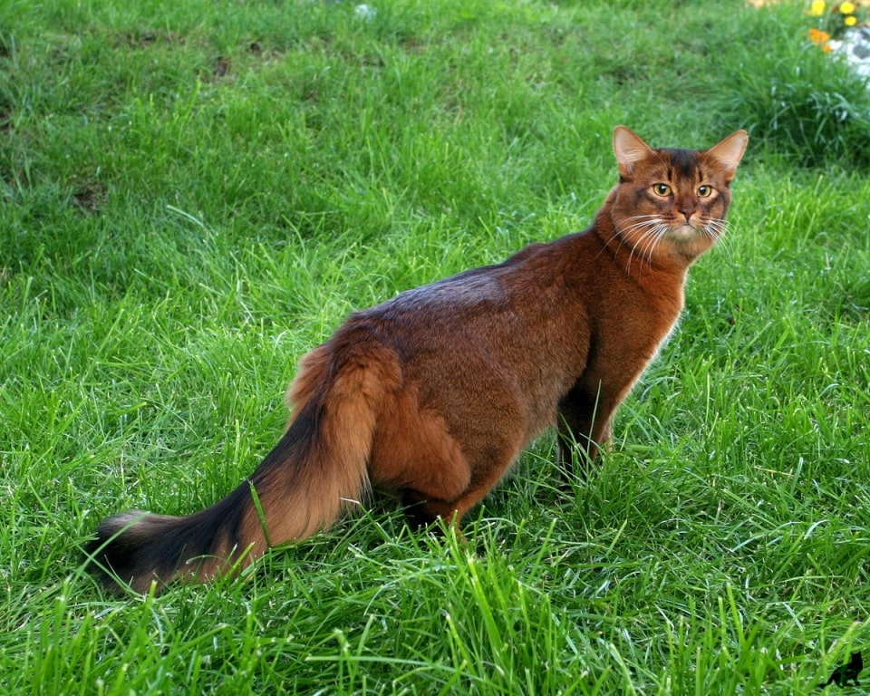 Сомалийский кот